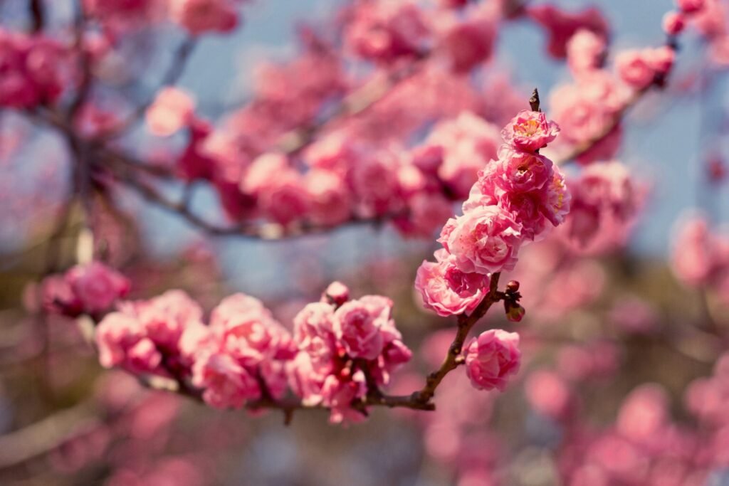 Japan’s Plum Blossoms: A Hidden Gem Before the Cherry Bloom